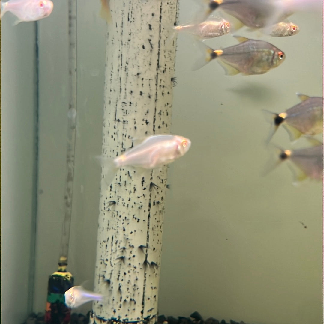 Albino Head and tail Light Tetra (Hemigrammus Ocellifer)