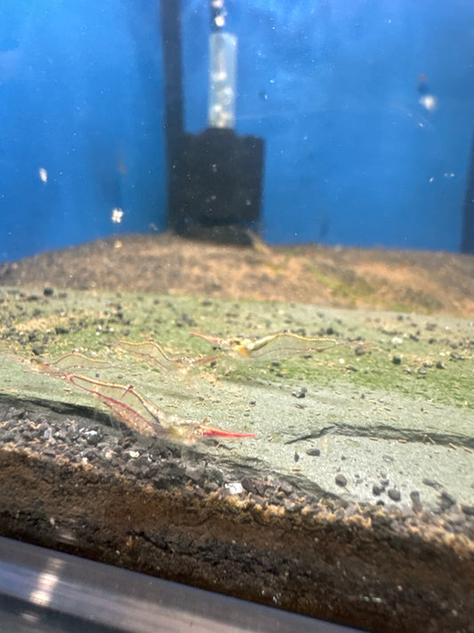 Red nose shrimp