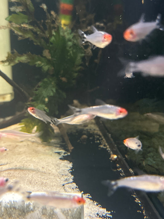 Brilliant Rummy Nose Tetra (Hemigrammus bleheri)