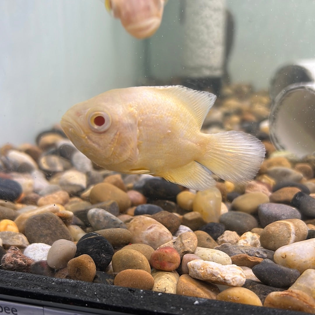 Lemon Oscar (Astronotus ocellatus)