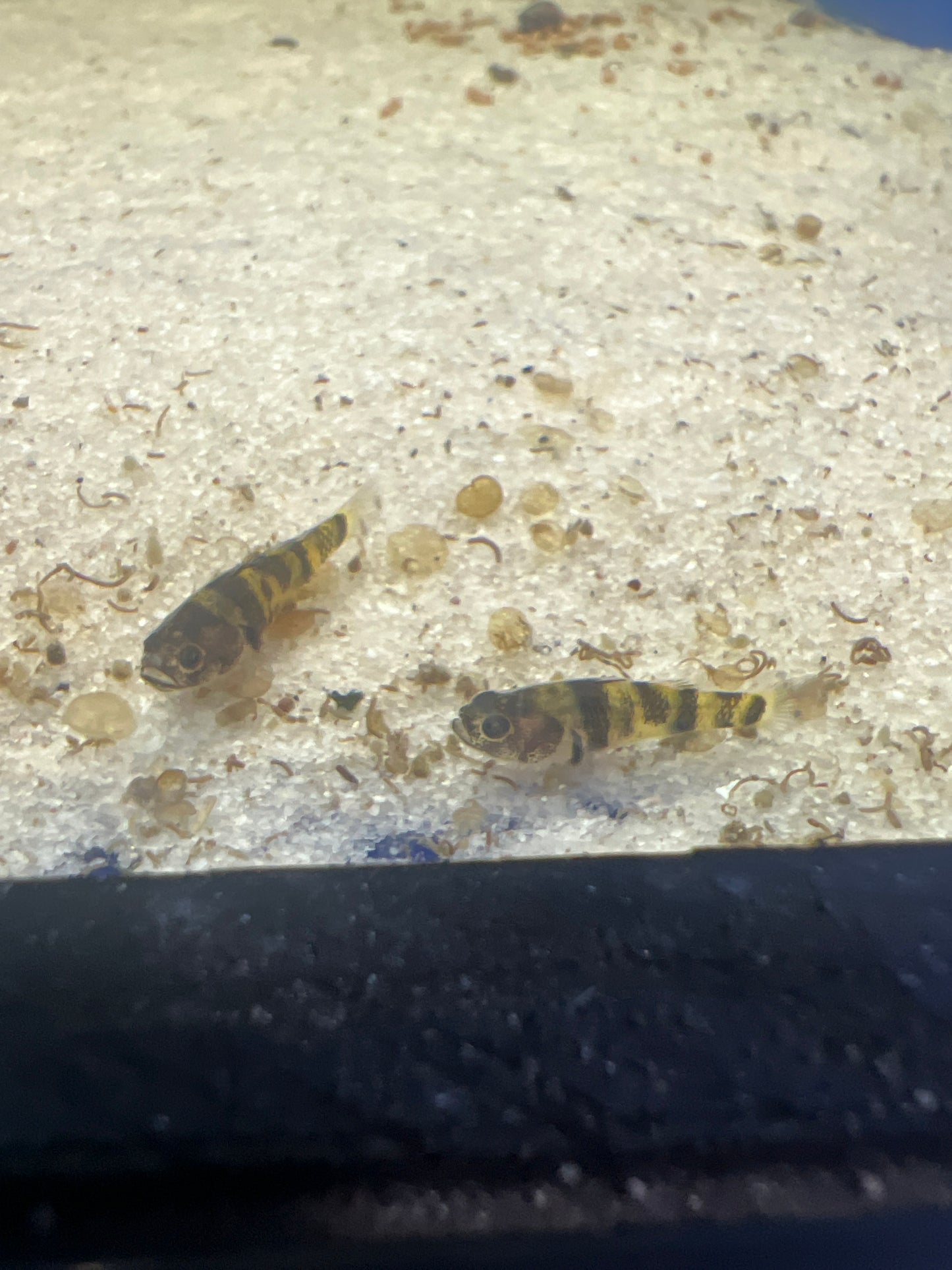 Mini Bumblebee Goby (Brachygobius Ocelot)