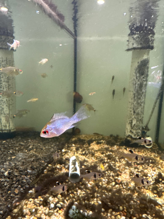 Longfin Neon Blue Balloon Rams (Microgeophagus ramirezi)