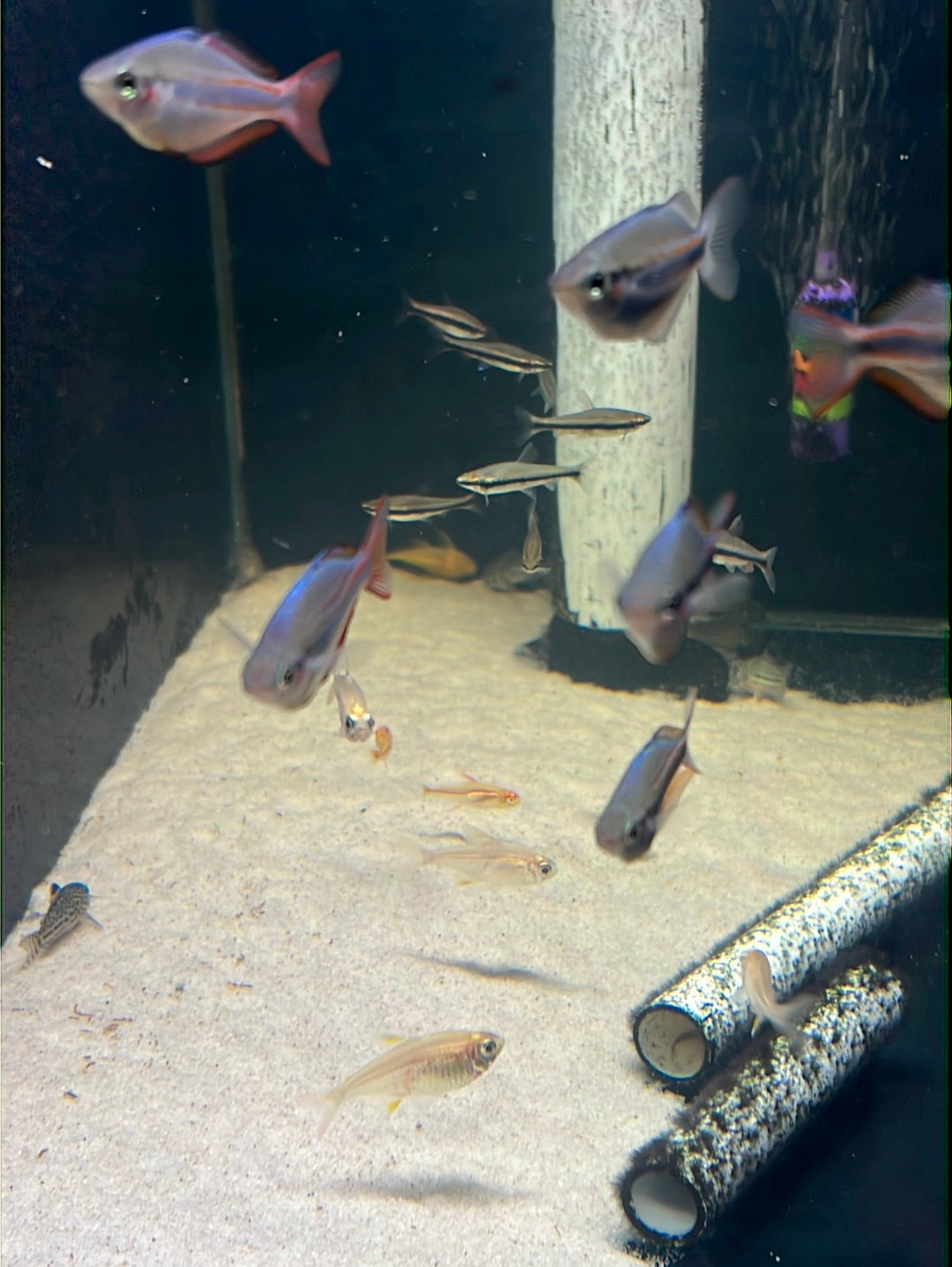 Goyder River Rainbow- Banded rainbow (Melanotaenia trifasciata)