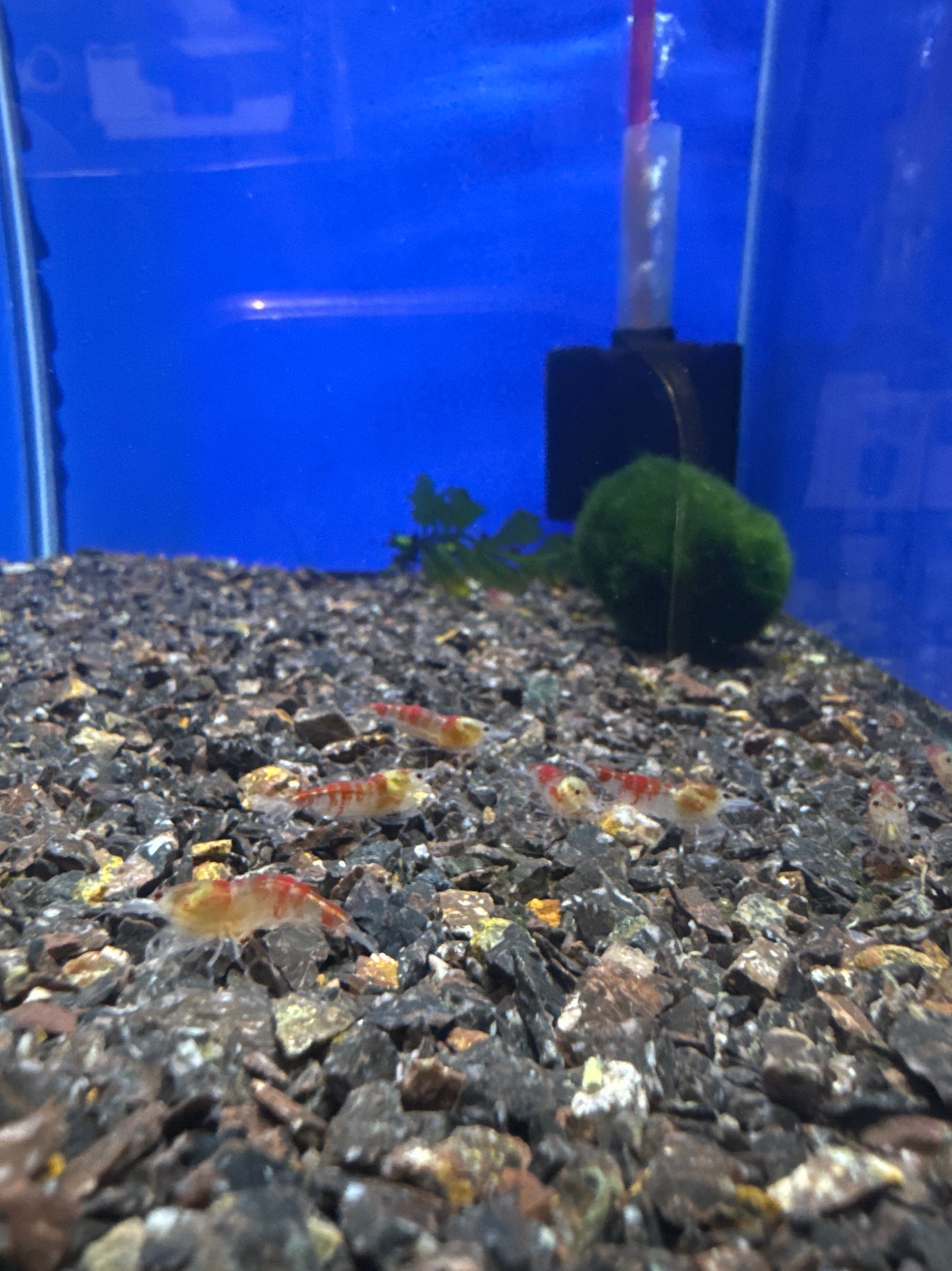 Red Caleco Bee shrimp (Caridina)