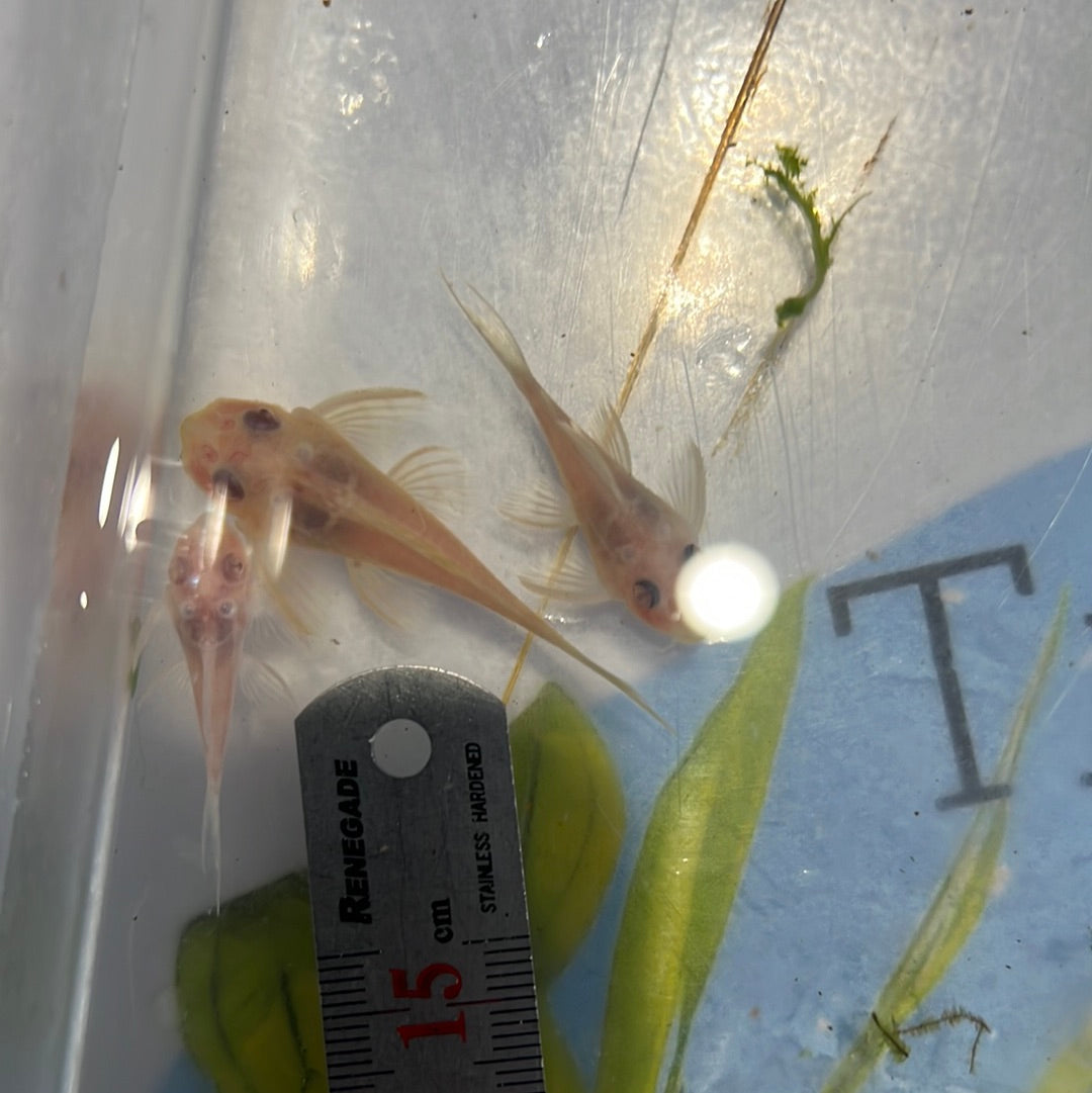 L333 Albino King Tiger Pleco (Hypancistrus sp) – Tropical Aquarium
