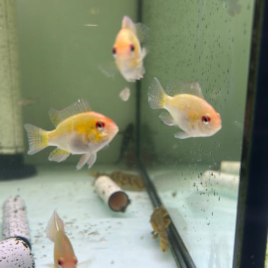 Gold Rams (Mikrogeophagus ramirezi)