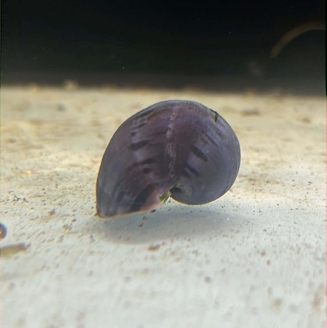 Purple Mystery Snails(Pomacea bridgesii)