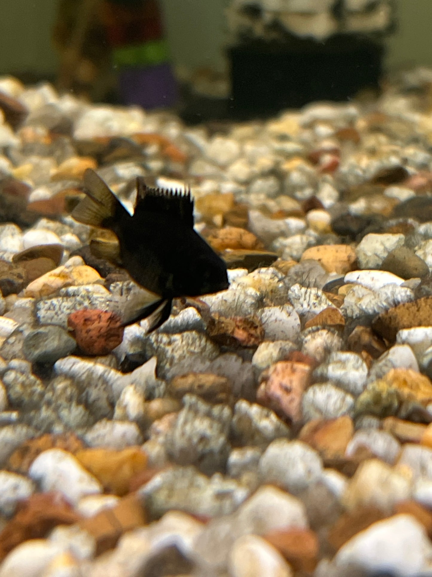 Balloon Black Rams (Mikrogeophagus ramirezi)