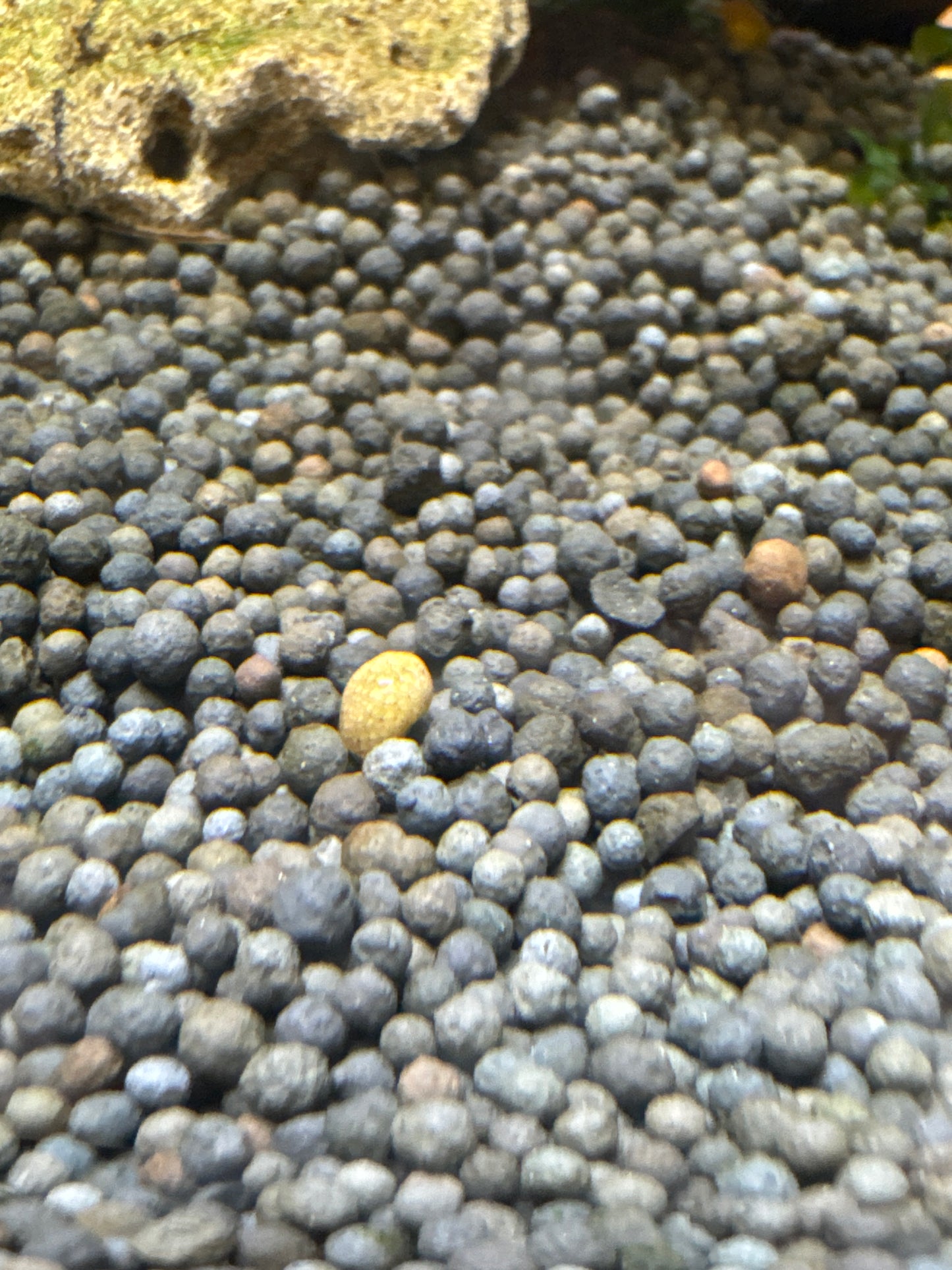 Darwin Nerite Snail