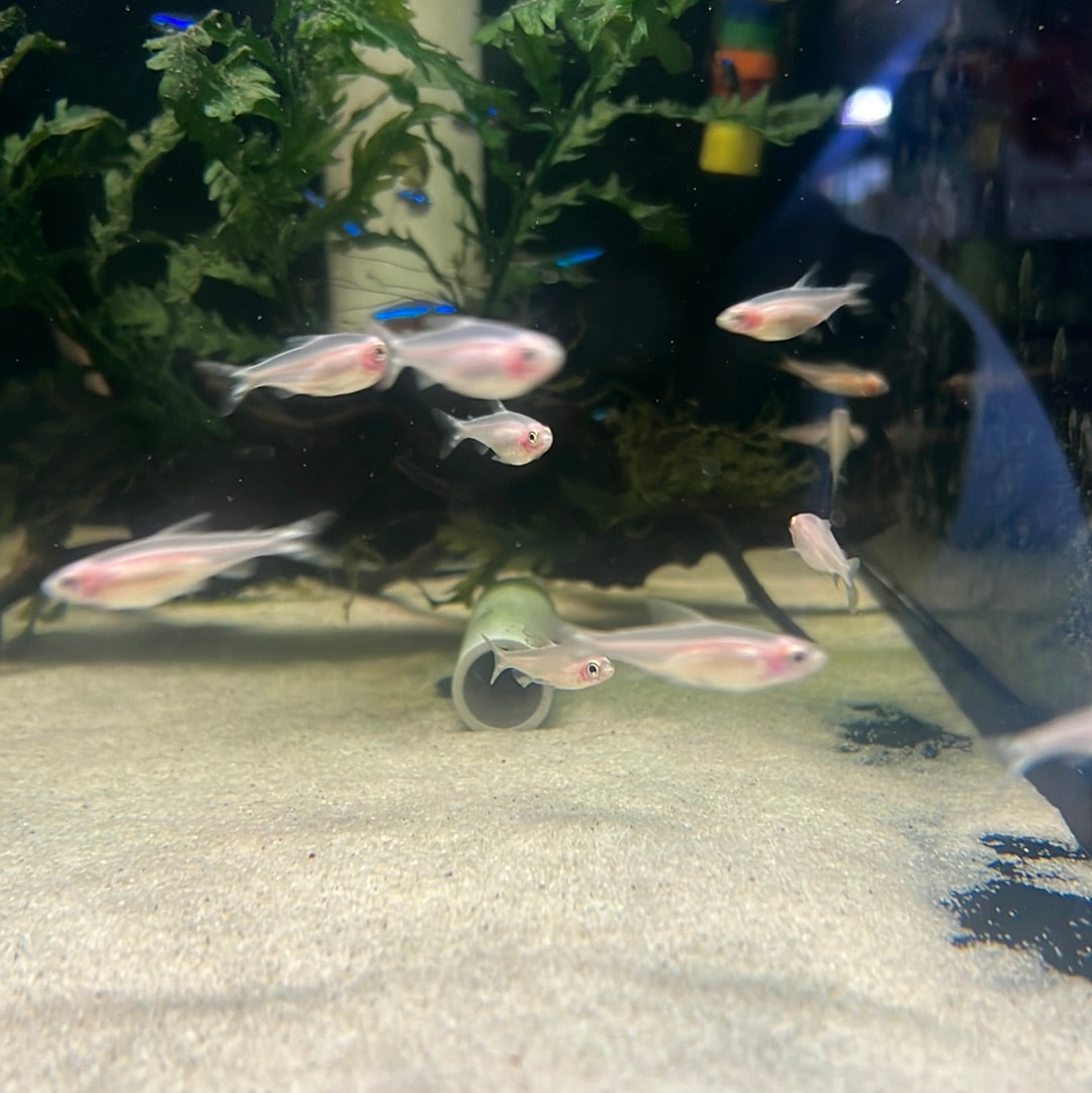 Golden Rummy Nose Tetra (Hemigrammus bleheri)