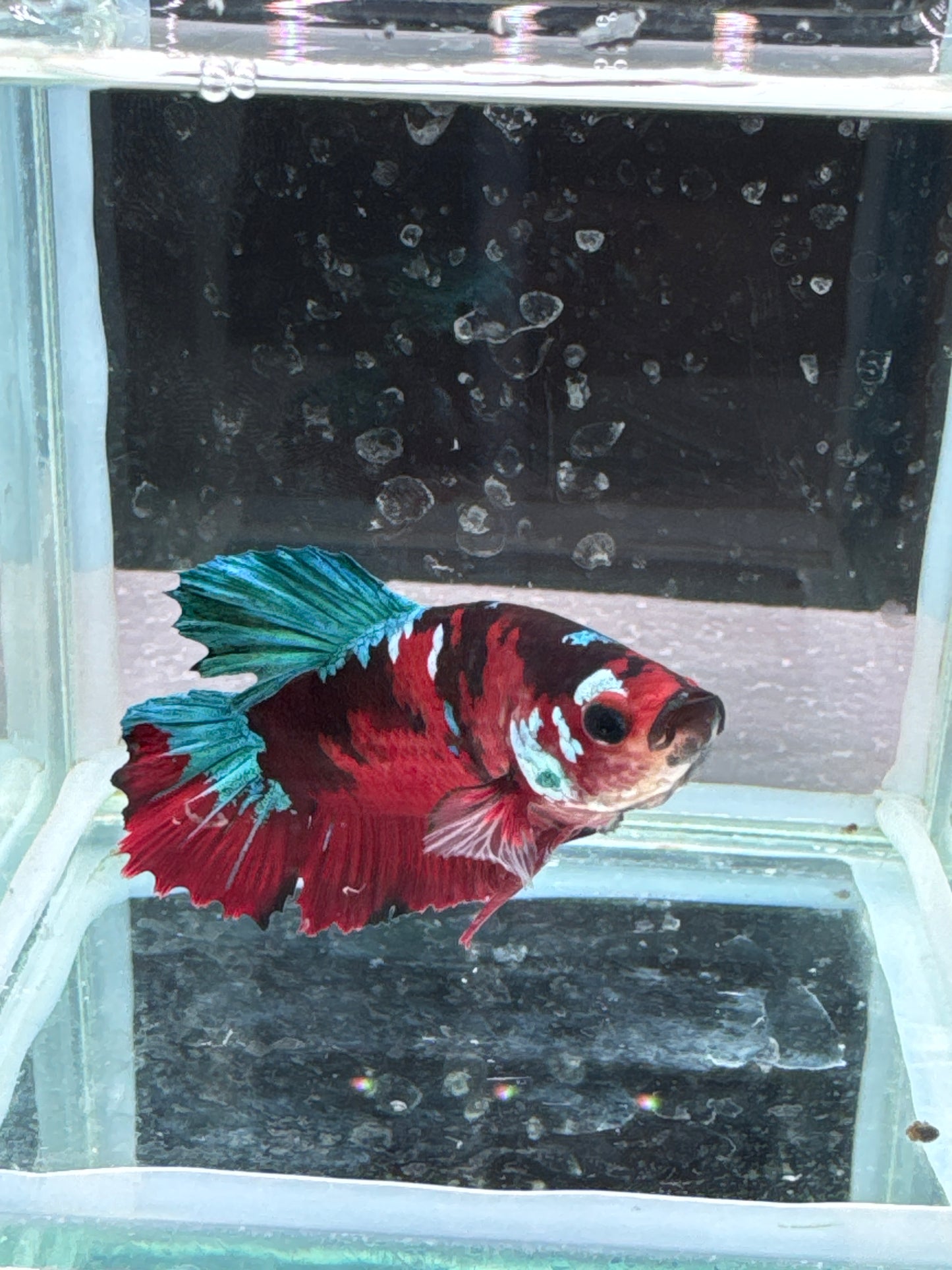 Red Koi galaxy Betta (Betta splendens)