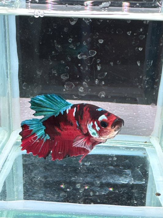 Red Koi galaxy Betta (Betta splendens)