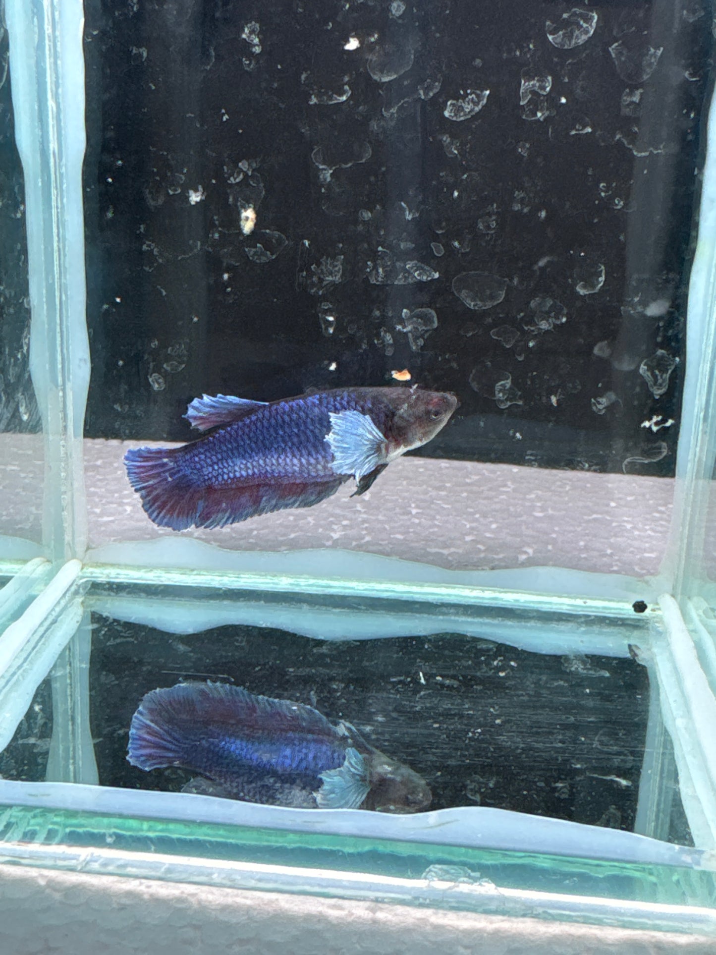 Dumbo Betta HMPK