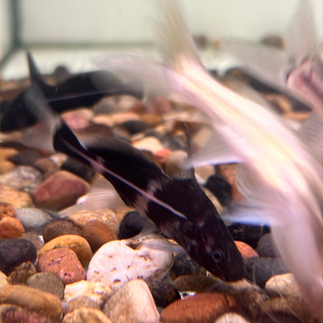 Black Lancer Catfish (Bagrichthys Macracanthus)