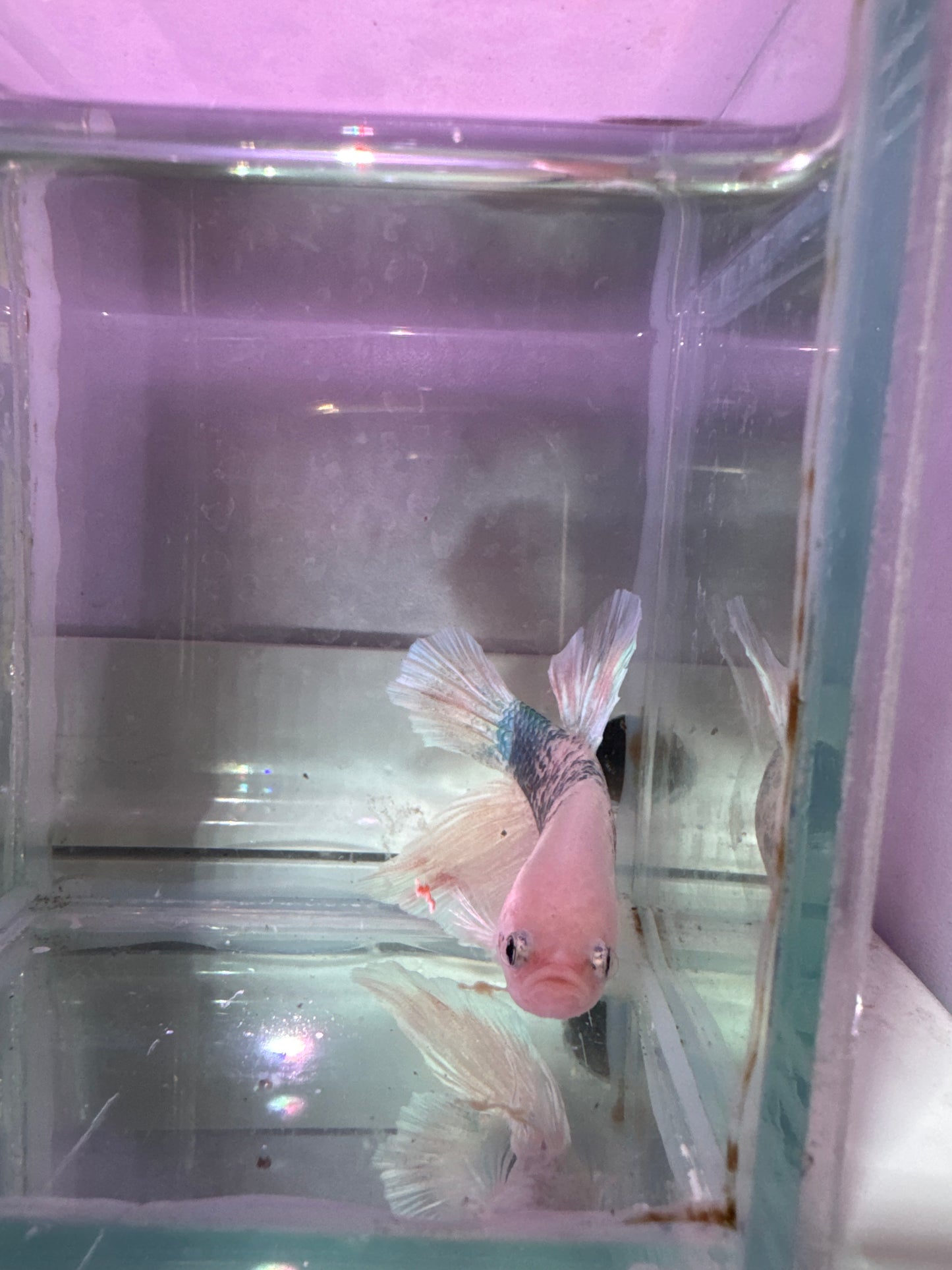 Giant marble HMPK Plakat
