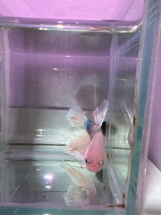 Giant marble HMPK Plakat