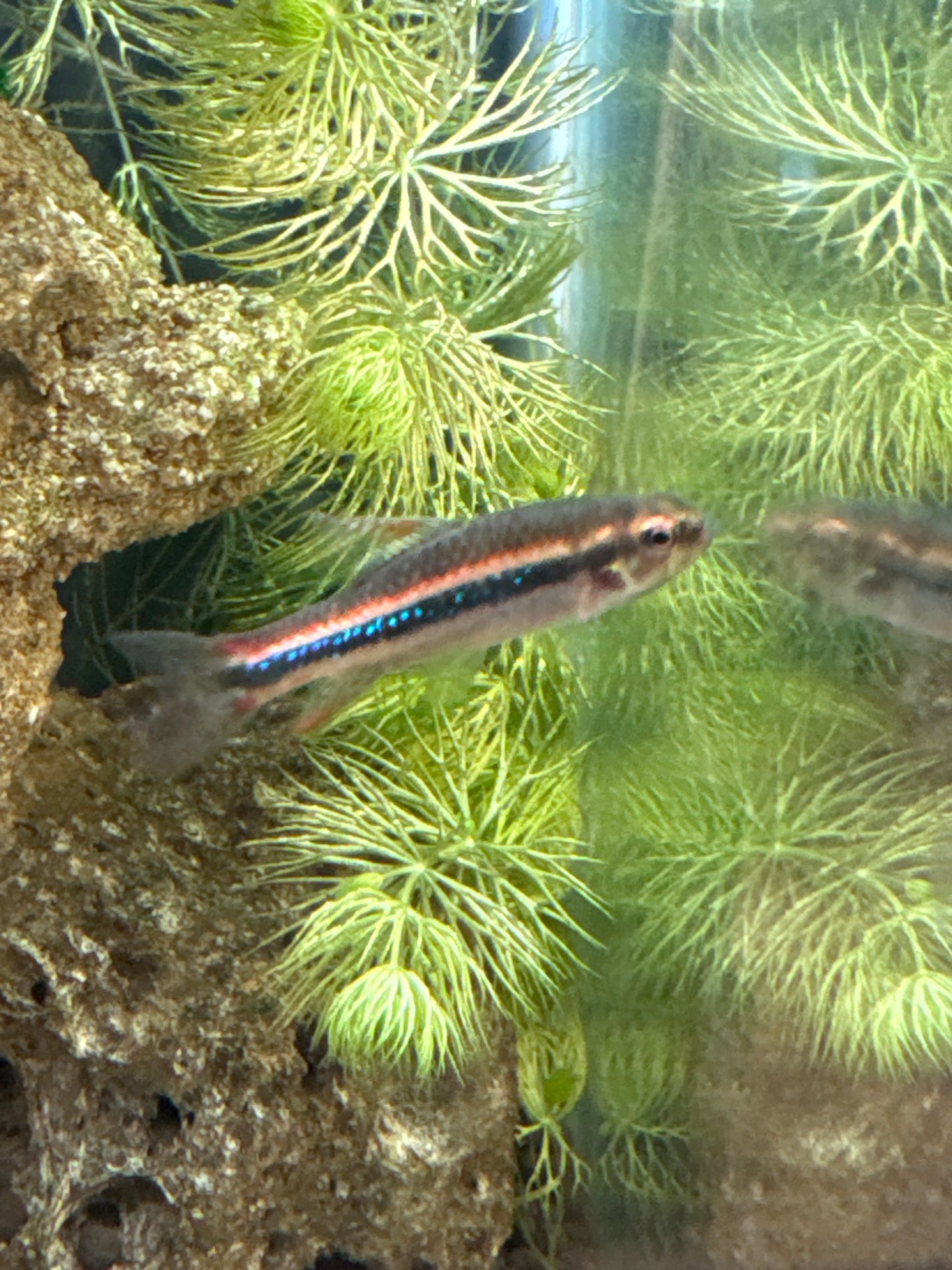 shining Tetra (Poecilocharax weitzmani)