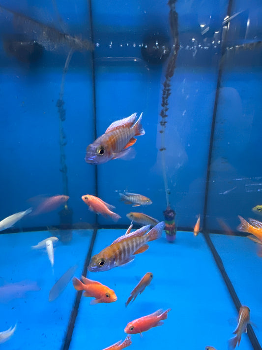 Jacobfreibergi peacock cichlid (Eureka Red Peacock)