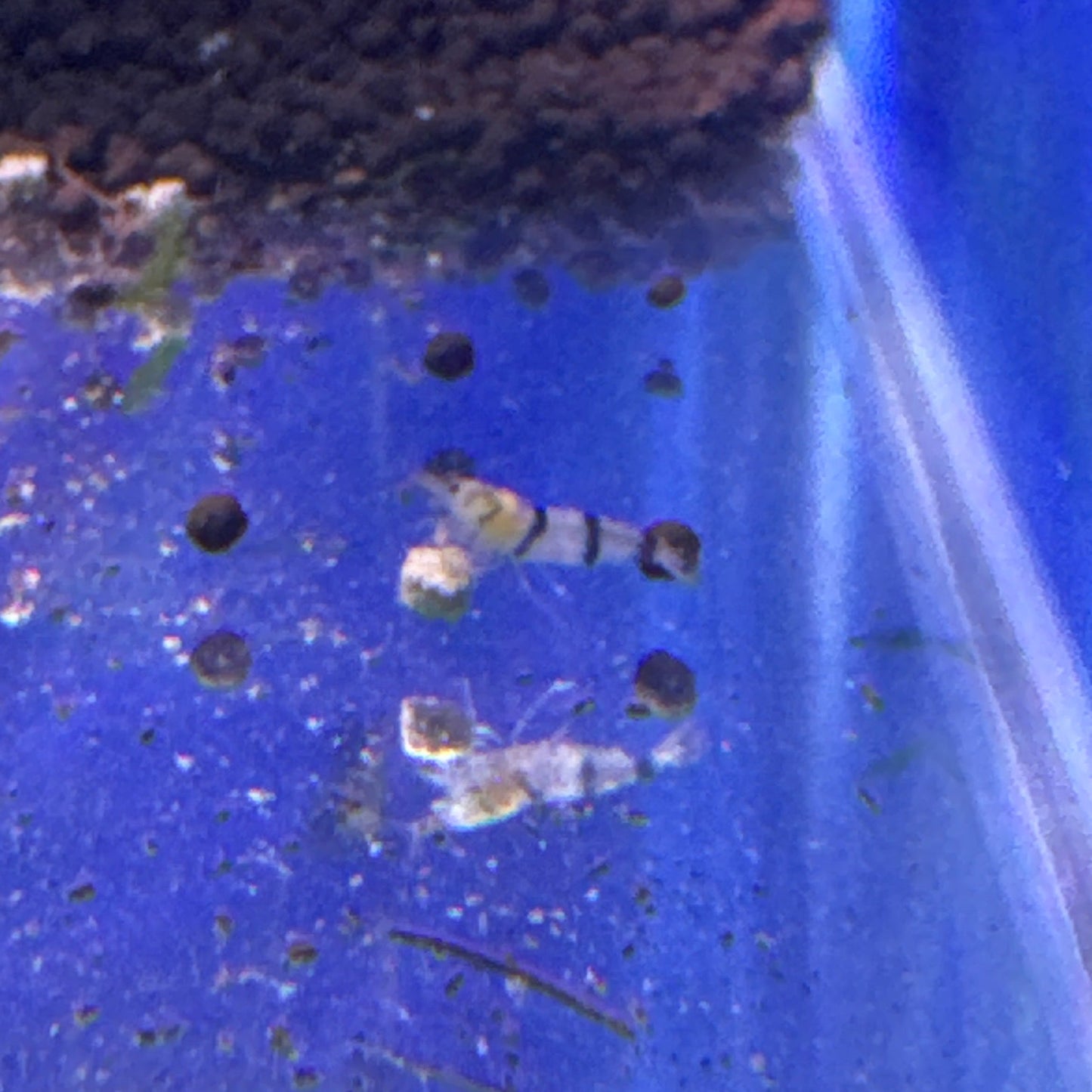 raccoons tiger shrimp (caridina)