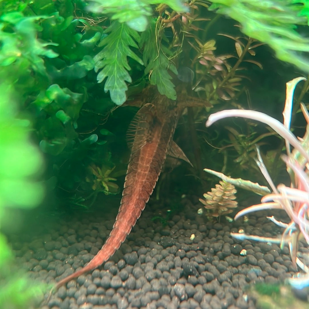 Red Whiptail Catfish (Rineloricaria sp L010a)
