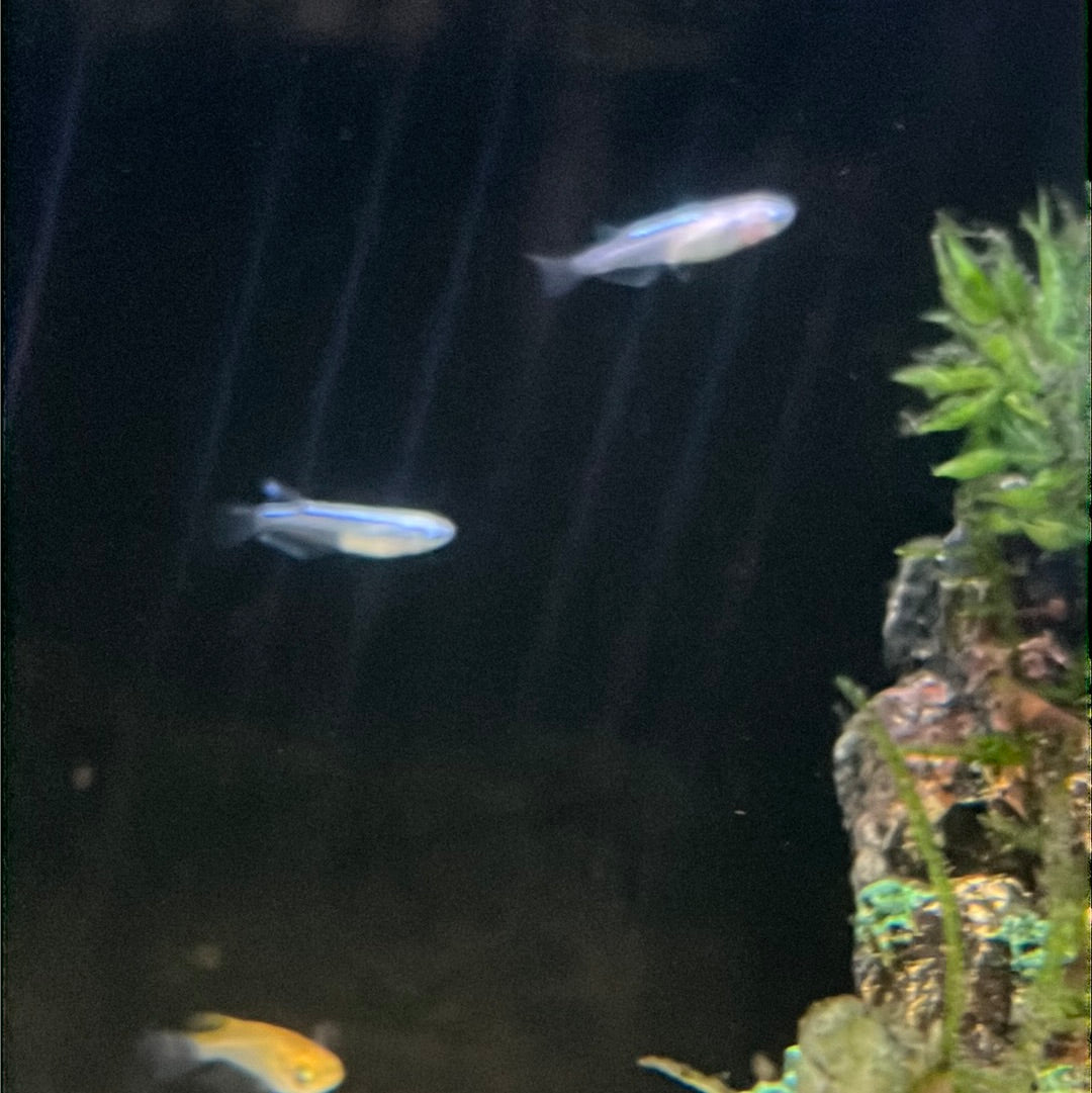 Medaka Rice fish (Oryzias Latipes) Platinum