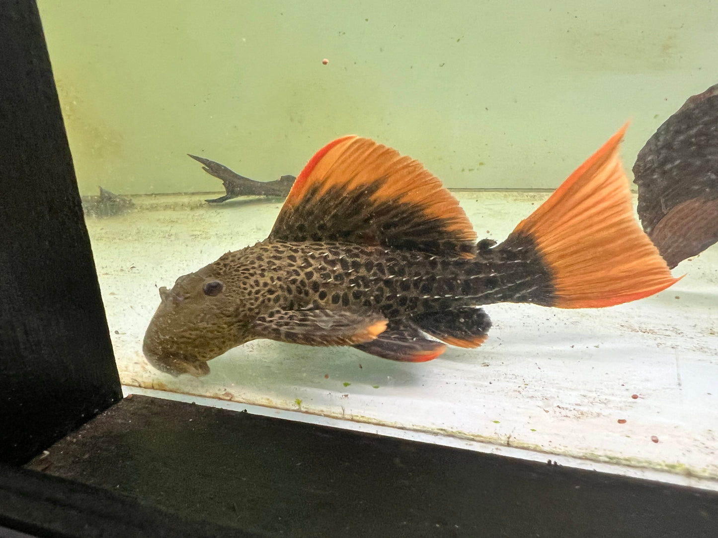 L600 Leopard Cactus Pleco (Pseudacanthicus leopardus)