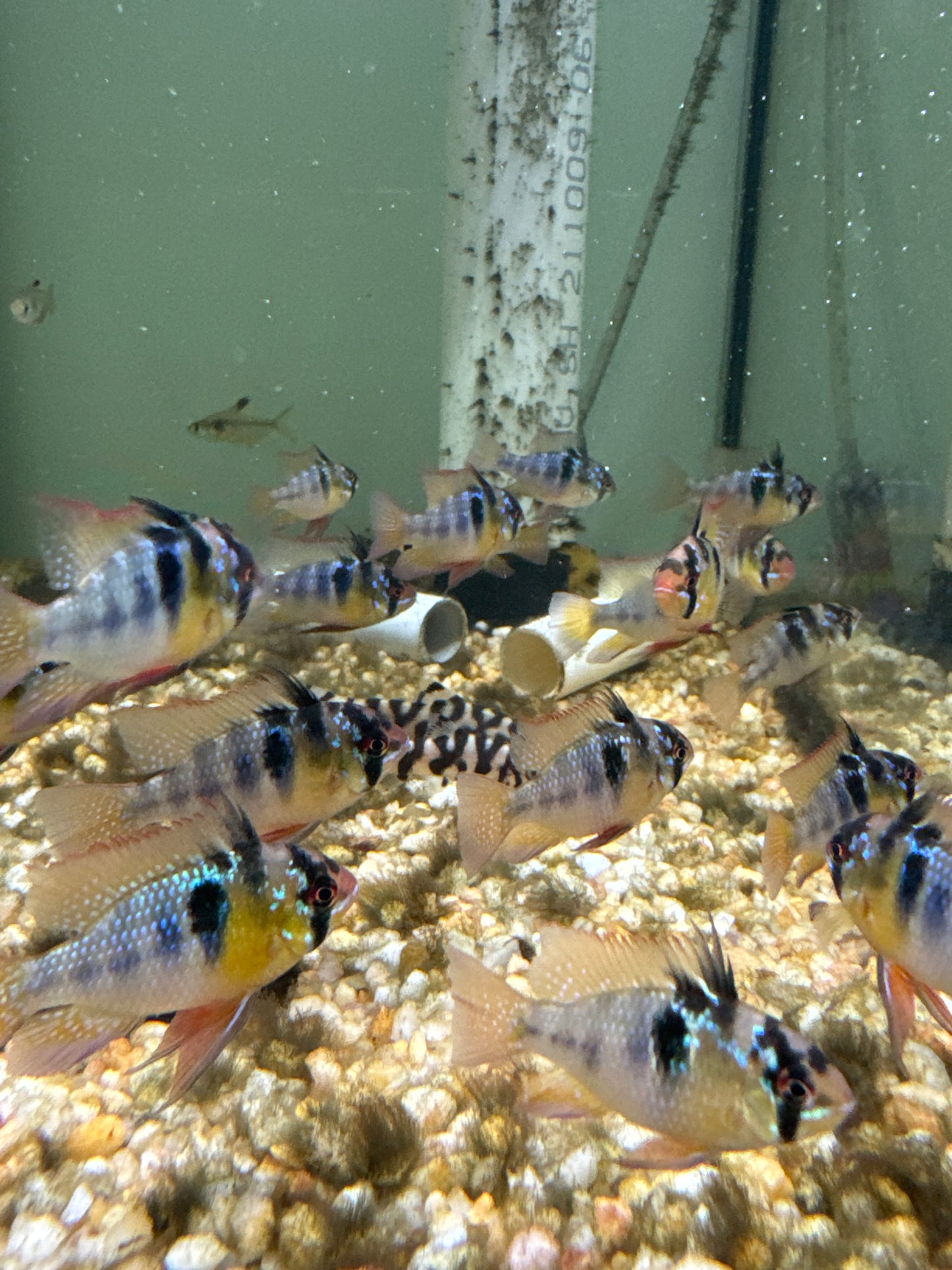 German Blue Rams (Mikrogeophagus ramirezi)