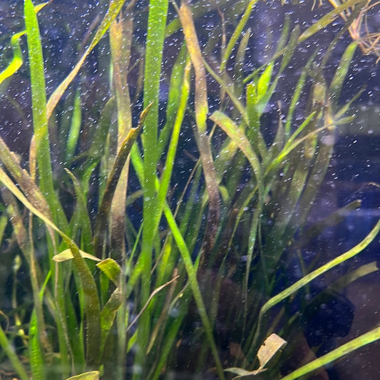 Giant Vallisneria