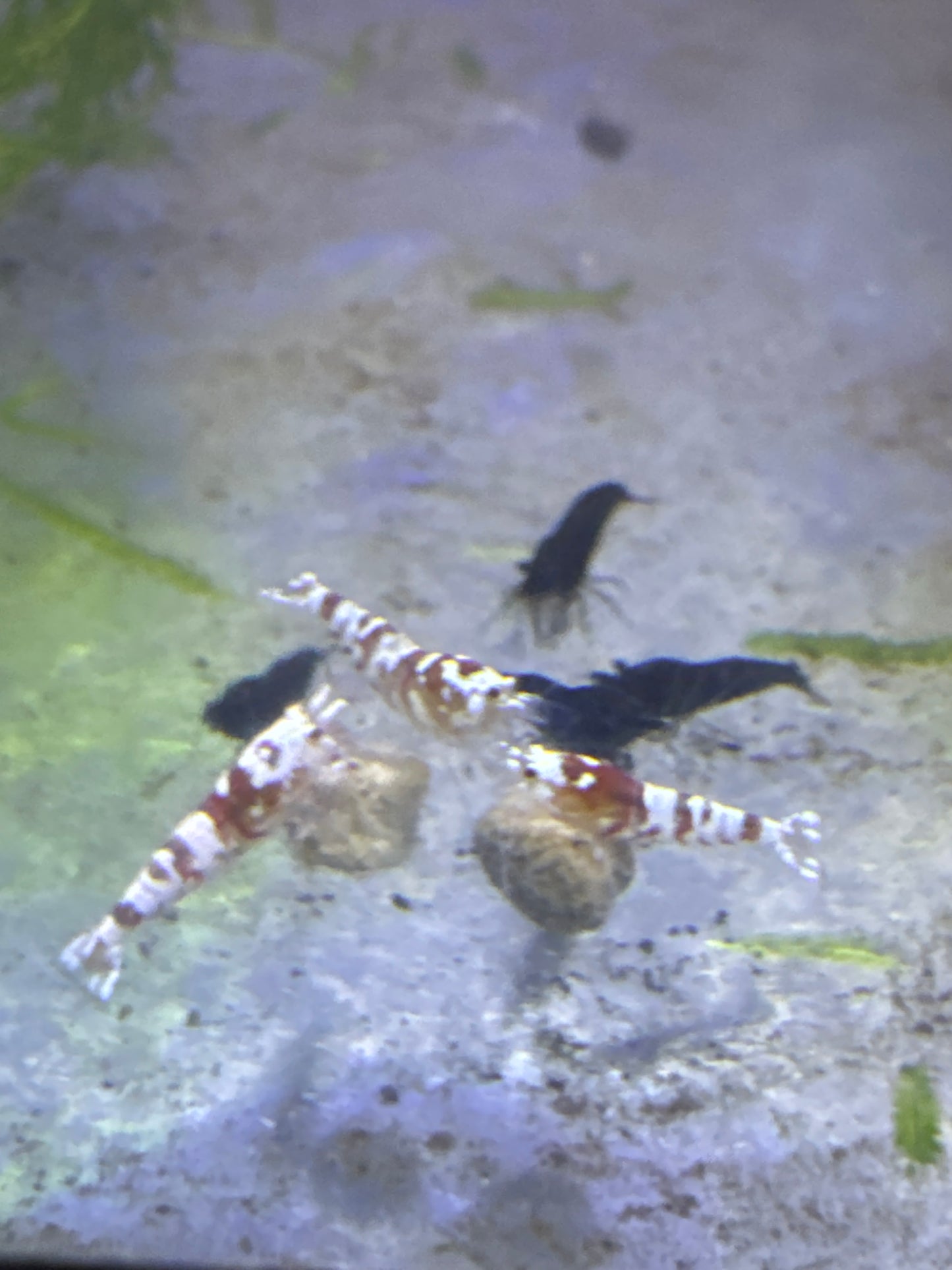 red fancy tigers (Caridina)