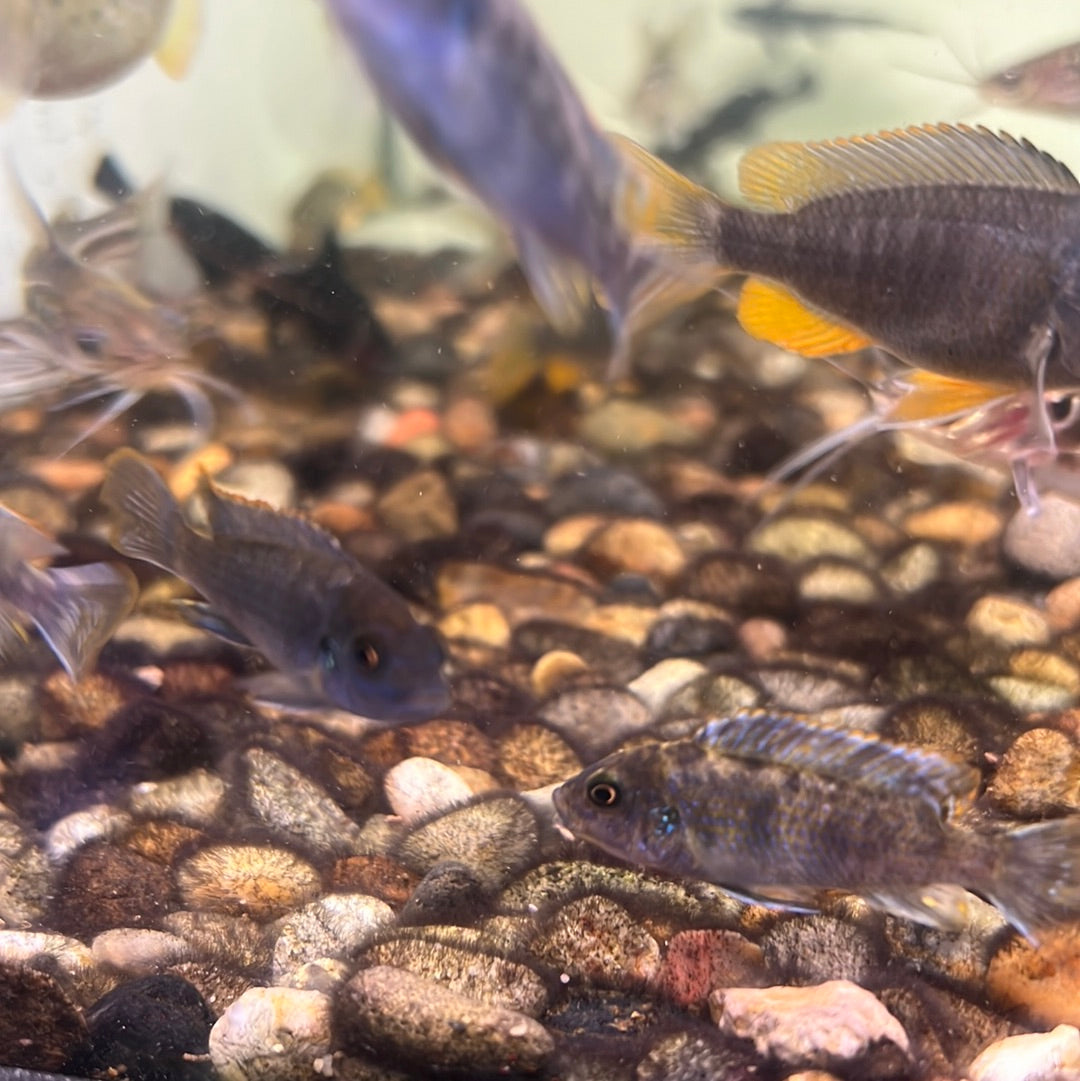 Orange blotch zebra blueberry cichlid