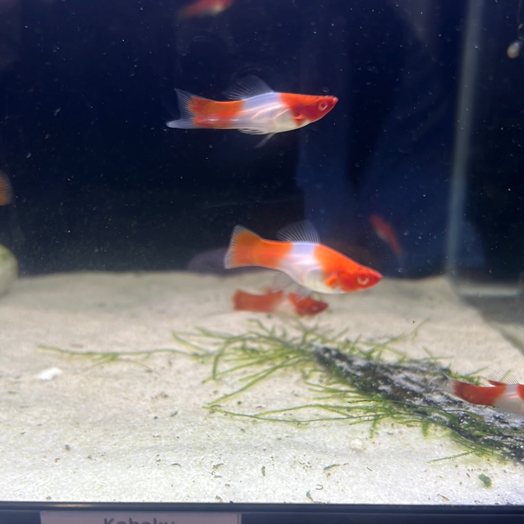 Kohaku swordtail (Xiphophorus helleri)