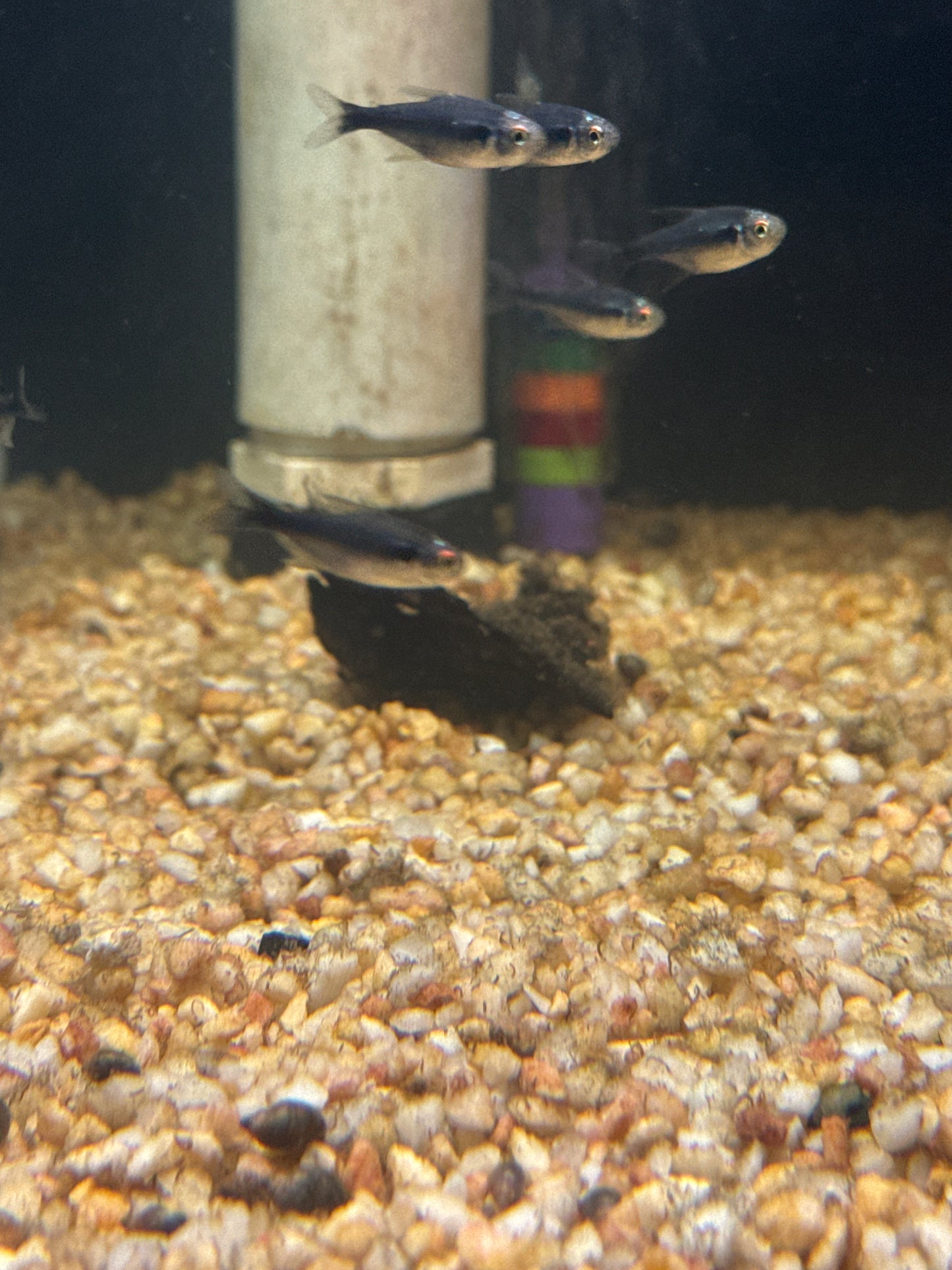 Diamond Head Black Neon Tetra (Hyphessobrycon herbertaxelrodi)