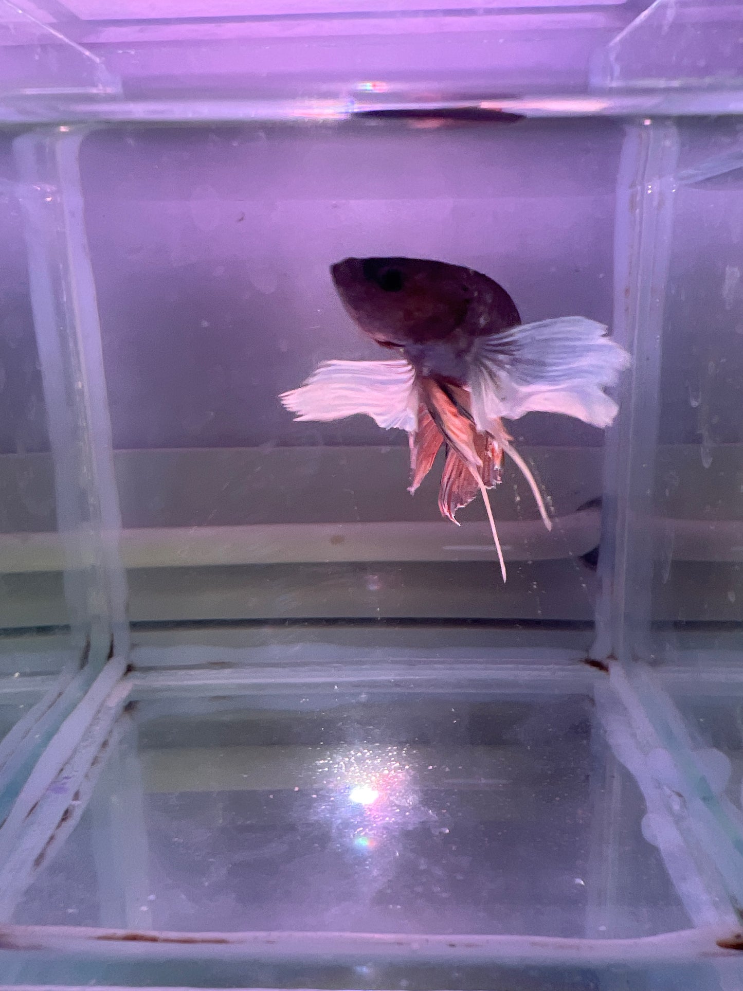 Dumbo Betta