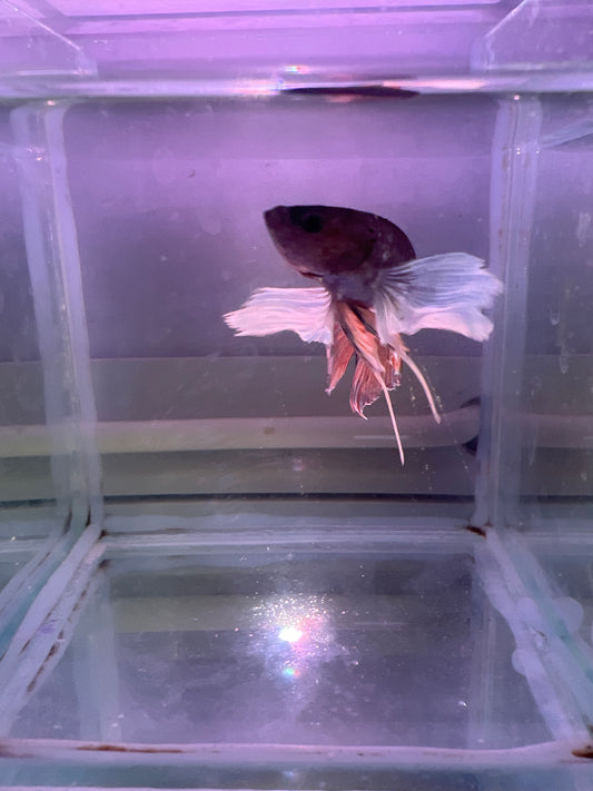 Dumbo Betta