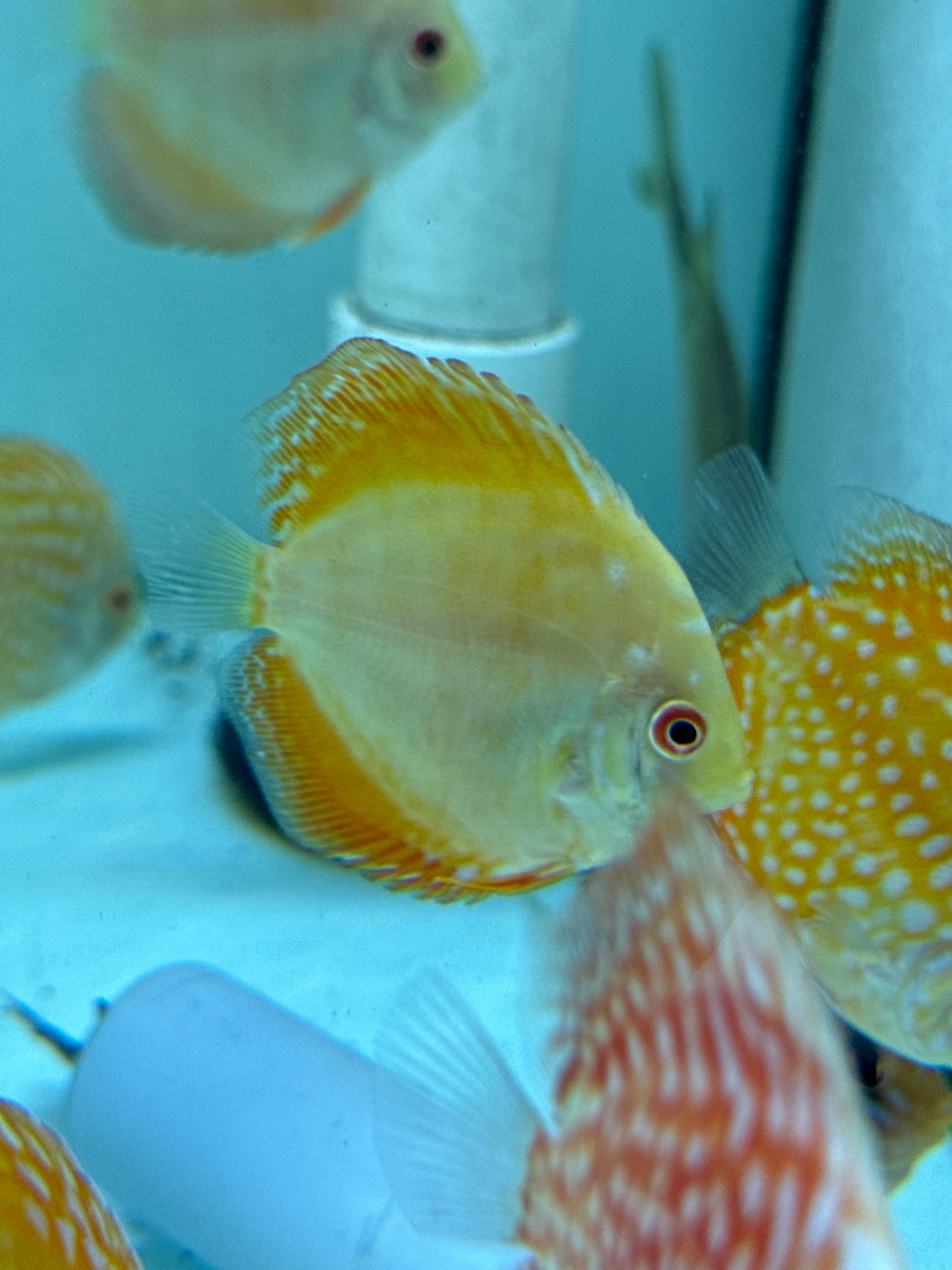 Golden Discus (Symphysodon sp.)