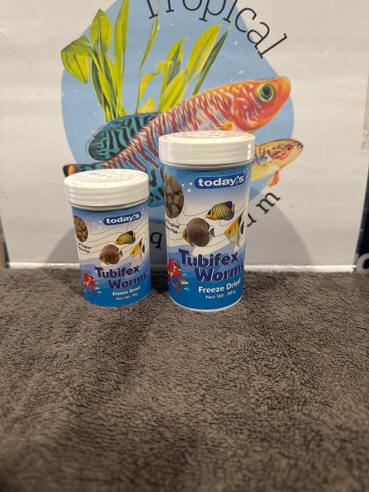 today's Tubifex worms (freeze dried)