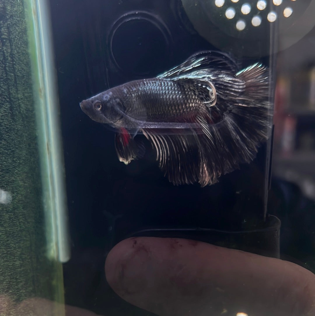 Copper black HalfMoon Betta