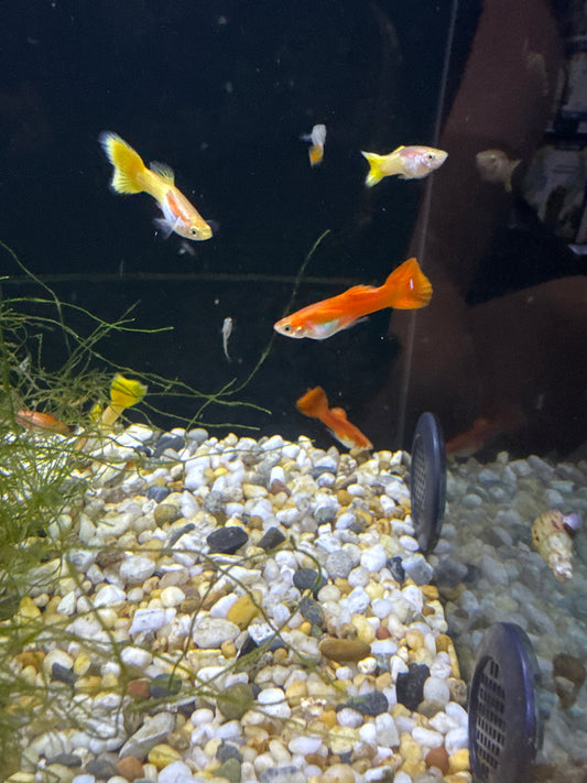 Guppies red (Poecilia reticulata)