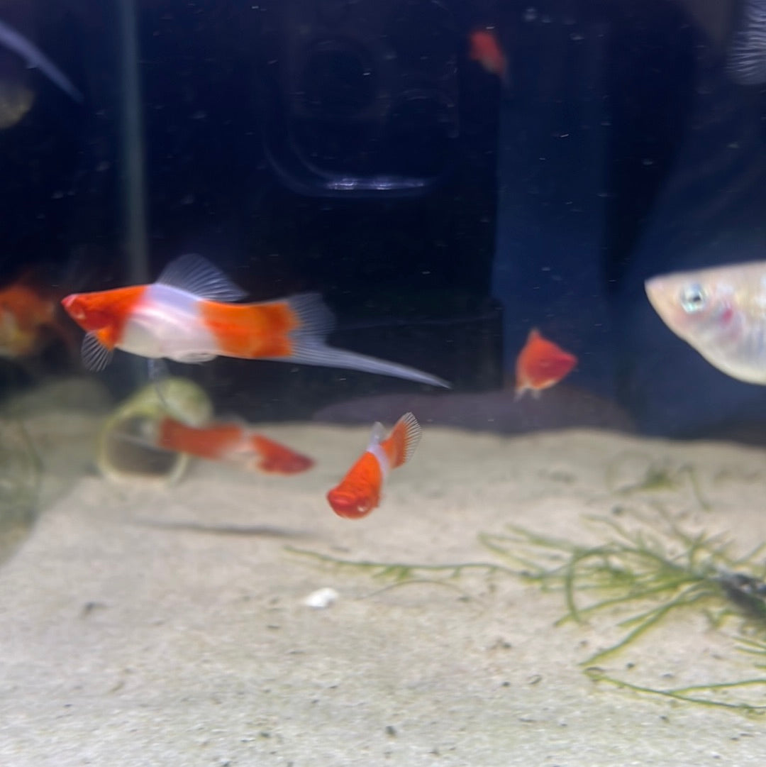 Kohaku swordtail (Xiphophorus helleri)