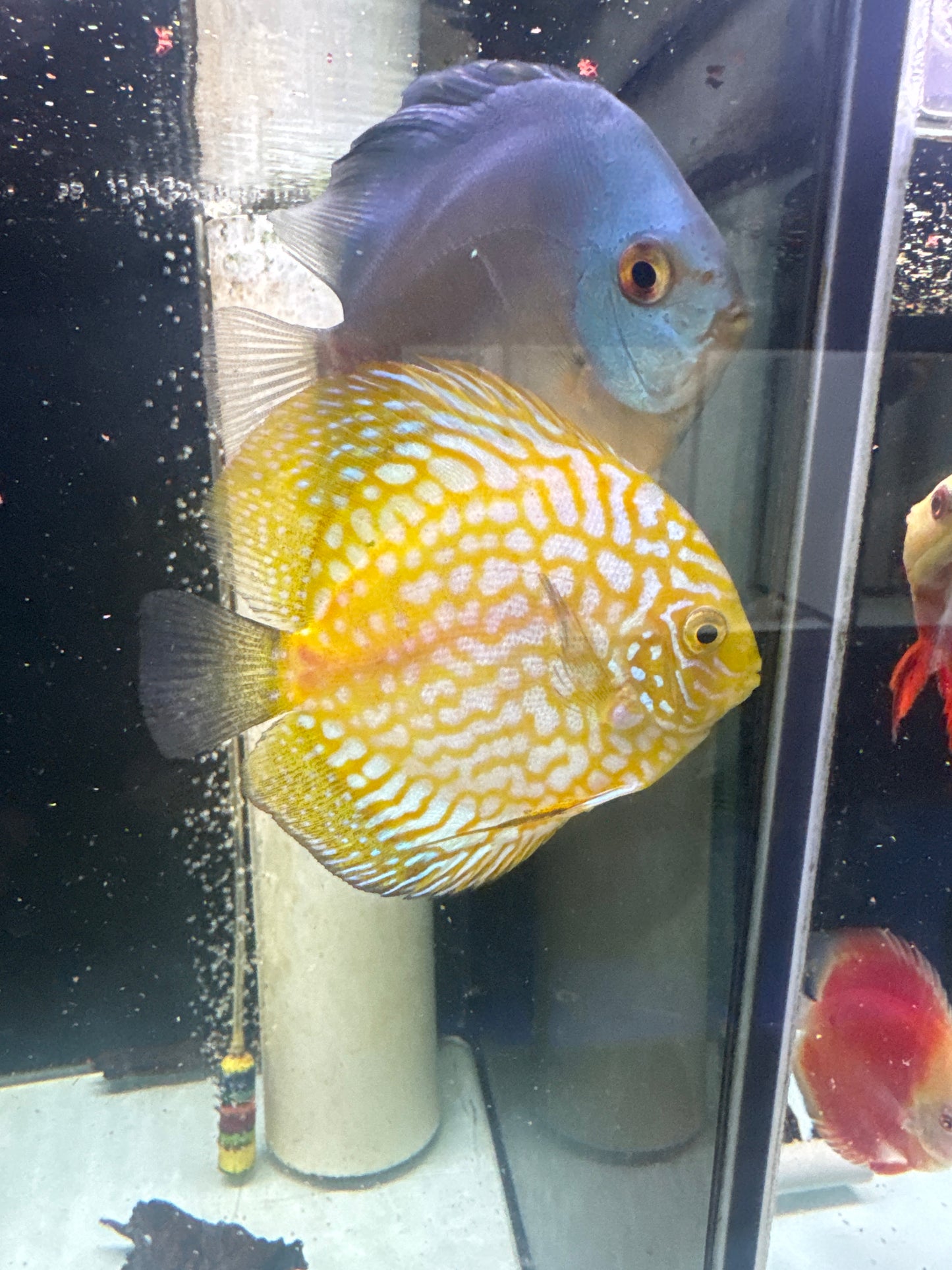 Yellow checkerboard Discus (Symphysodon sp.)