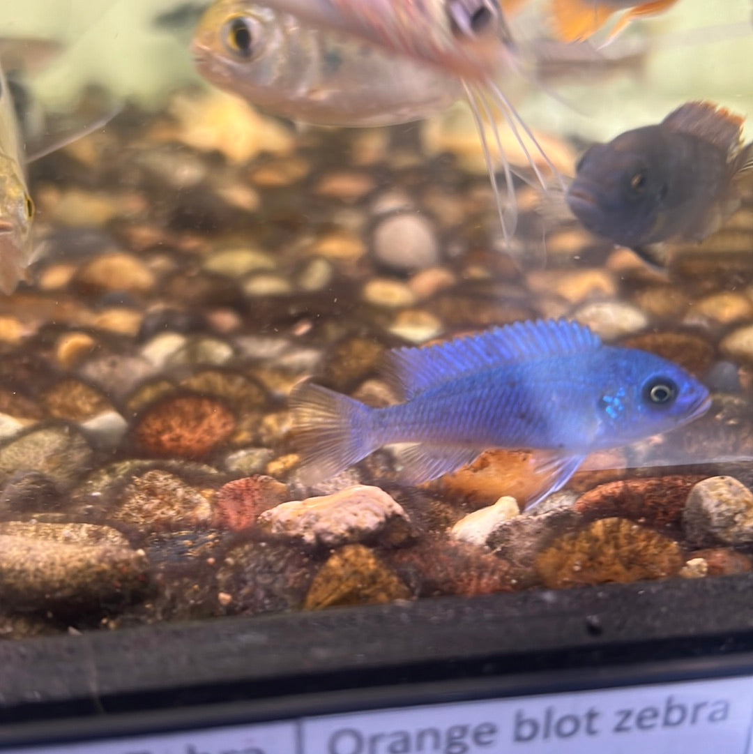 Cobalt Blue Zebra Cichlid (Maylandia callainos)