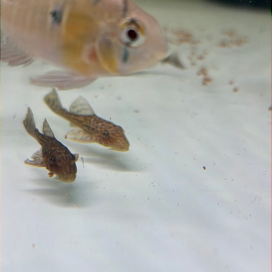 Chocolate Plecostomus Catfish (Hypostomus plecostomus)