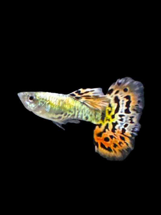 Guppies tiger mosaic (Poecilia reticulata)