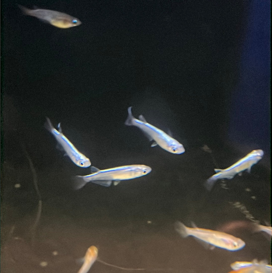 Medaka Rice fish (Oryzias Latipes) Blue Miyuk – Tropical Aquarium