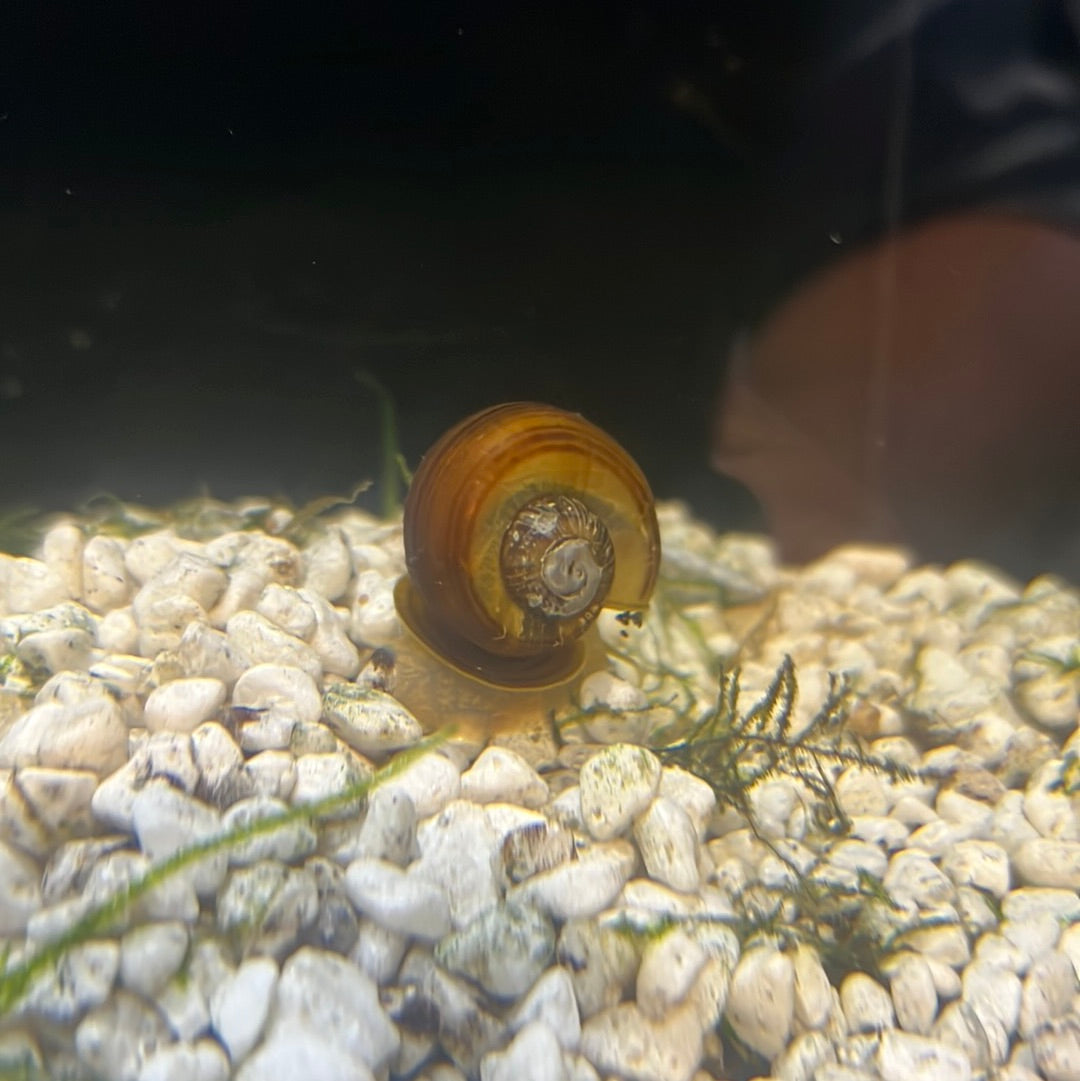 Chestnut Mystery Snails (Pomacea bridgesii)