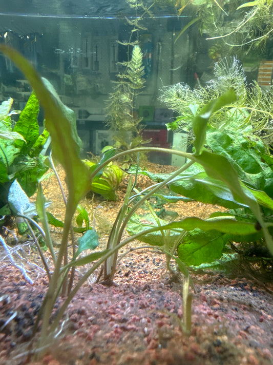 Cryptocoryne Wendtii