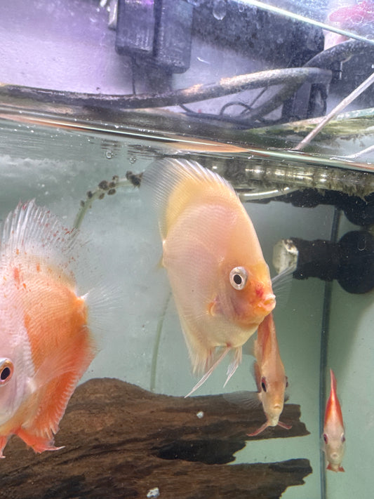 White Diamond Discus (Symphysodon sp.)