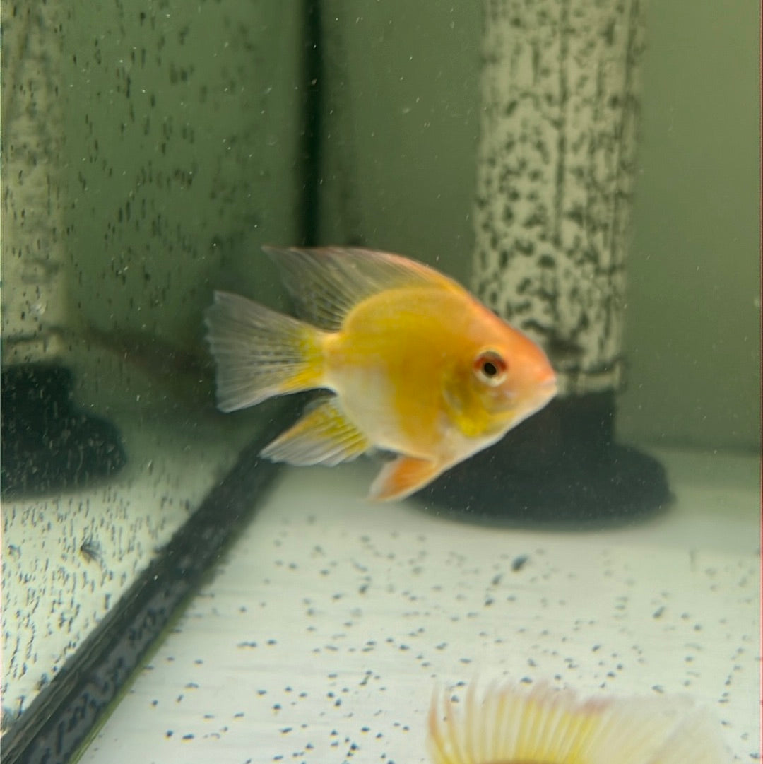 Gold Balloon Rams (Mikrogeophagus ramirezi)