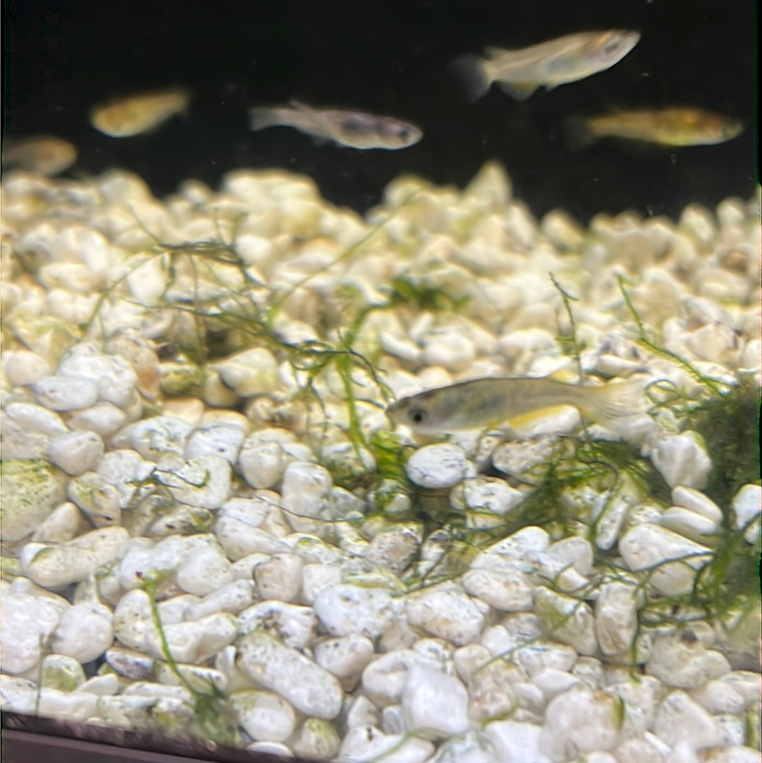 Medaka Rice fish (Oryzias Latipes) White Nishiki