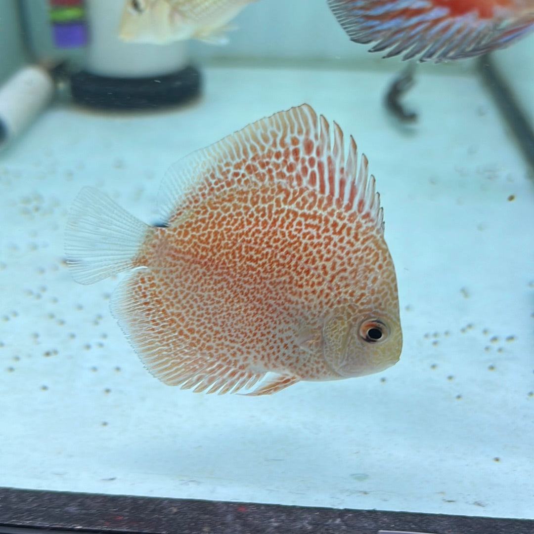 Super King Viper Discus (Symphysodon sp.)